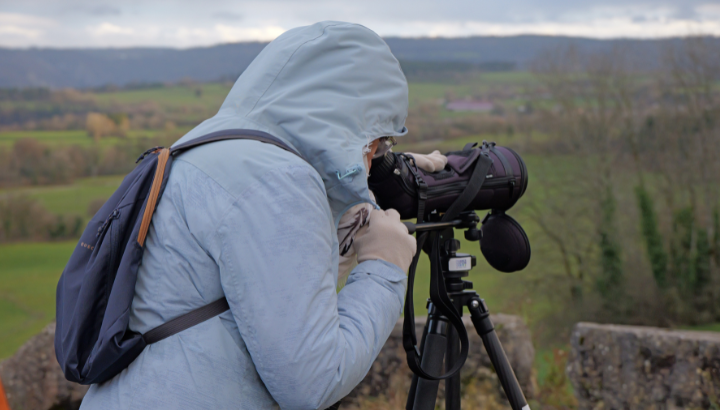 Observation et baguage sur une mangeoire à Rougemont